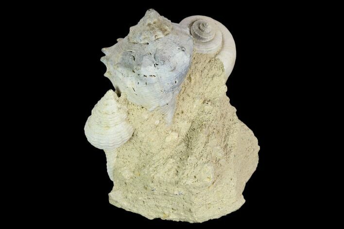 Tall, Miocene Fossil Gastropod Cluster - France #113676